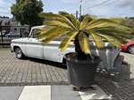 1966 Chevrolet C15 oldtimer te koop